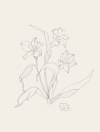 エレガントな花の線画 作： Catalina Somolinos