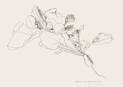大根の植物図譜 作： Catalina Somolinos