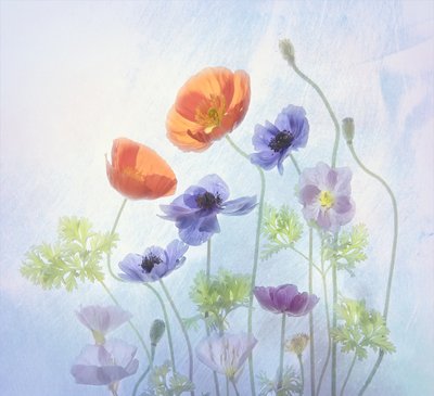 色鮮やかで幻想的な花々 作： Catherine Wang
