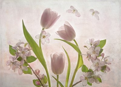 柔らかなピンクのチューリップの花 作： Catherine Wang