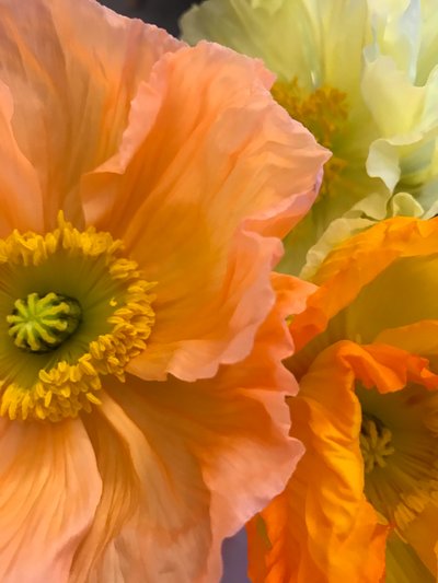 構図 - 花、2019年（写真） 作： Cécile Jamet