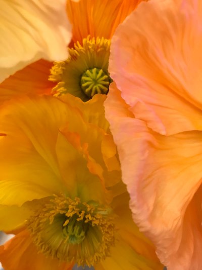 構図 - 花、2019年（写真） 作： Cécile Jamet