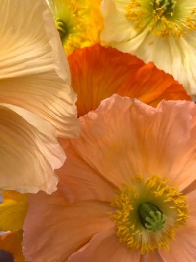 構図 - 花、2019年（写真） 作： Cécile Jamet