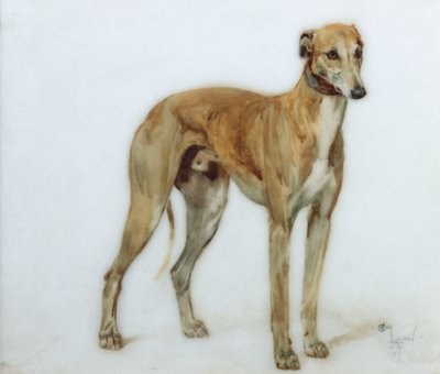 フォーングレイハウンド、1897年 作： Cecil Charles Windsor Aldin