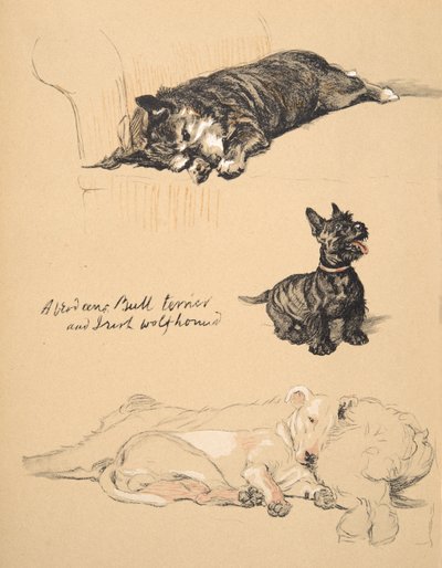 アバディーン、ブルテリア、アイリッシュウルフハウンド、1930年、彼のスケッチブックのイラストはJust Among Friends、アルディン、セシルチャールズウィンザー（1870-1935）で使用され、後にエアとスポットティスウッドリーが発行 作： Cecil Charles Windsor Aldin