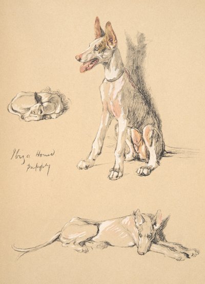 イビサハウンドの子犬、1930年、彼のスケッチブックのイラストはJust Among Friendsのアルディン、セシルチャールズウィンザー（1870-1935）で使用され、後にエアアンドスポットティスウッドリミテッド、1934年にチョークアンドチ 作： Cecil Charles Windsor Aldin
