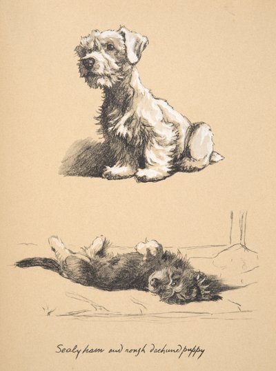 Sealyham and Rough Dachund Puppy、1930年、Just Among Friendsで使用された彼のスケッチブックのイラスト、後にEyre and Spottiswoode Limitedによって発行、1934年 作： Cecil Charles Windsor Aldin