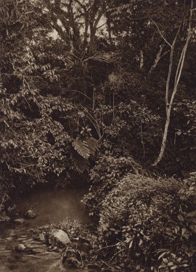メキシコ: ミラドール近くの森、原生林のパノラマ (白黒写真) 作： Cecile Seler Sachs