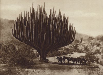 メキシコ：燭台のような形をしたサボテン、オアハカ（白黒写真） 作： Cecile Seler Sachs