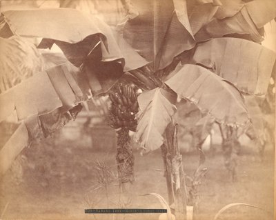 バナナの木（百年記念博覧会・園芸ホール、フィラデルフィア 作： Centennial Photographic Co.
