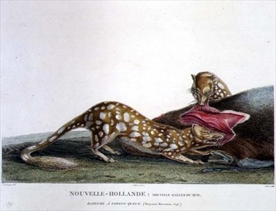 Dasyurus Macrourus, Long-Tailed Dasyure, from New South Wales, New Holland, plate 33 from 