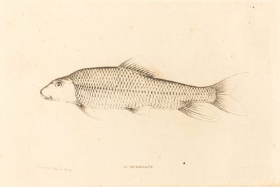 C.アウレオルス 作： Charles Alexandre Lesueur