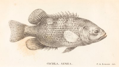 シクラ、アエネアス 作： Charles Alexandre Lesueur