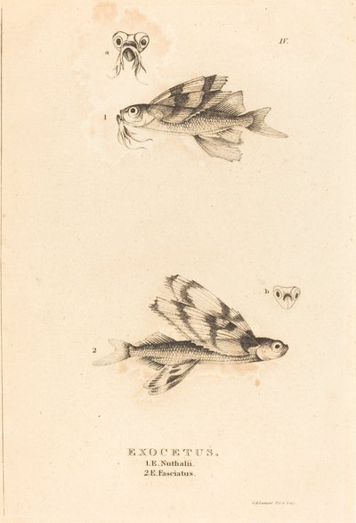 エクソケトス 作： Charles Alexandre Lesueur