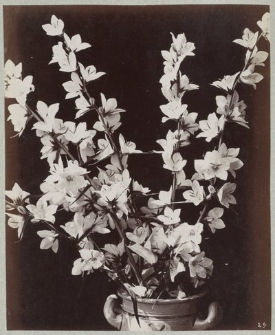 コロンポットでお花のお勉強 作： Charles Aubry (manner of)