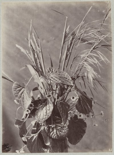 葉と穂を使った花の研究 作： Charles Aubry (manner of)