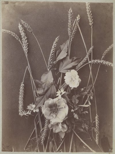 とうもろこしの花の研究 作： Charles Aubry (manner of)