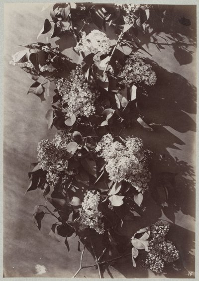枝のある花の研究 作： Charles Aubry (manner of)