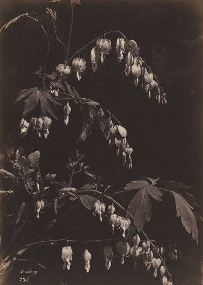 花の静物出血ハート、c。 1865 作： Charles Aubry