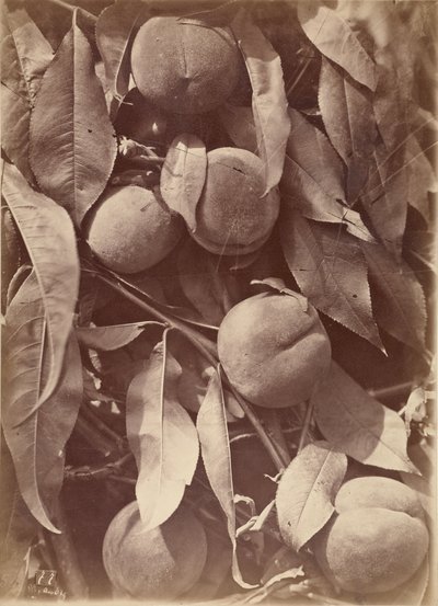 桃 作： Charles Aubry