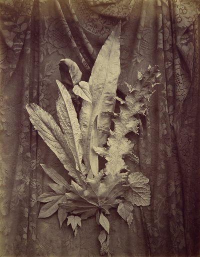 [花のレースを背景にした葉の研究]、1864. 作： Charles Aubry