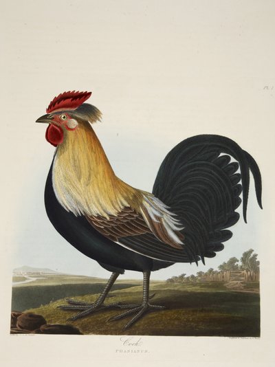 コック（Phasianus）、「A Selection of British Birds」より、パブ。1835年（手彩色彫刻）。 作： Charles Auguste (after) Steuben