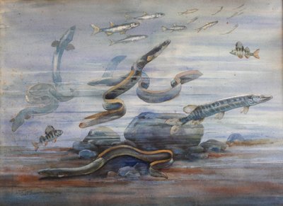 海の魚、1907年頃（水彩） 作： Charles Bernier