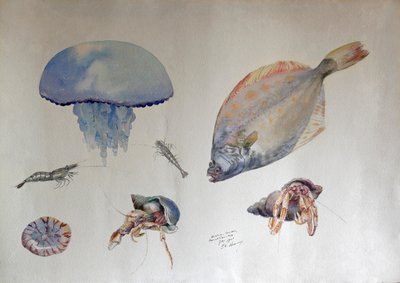 クラゲの水彩、1901年頃（水彩） 作： Charles Bernier