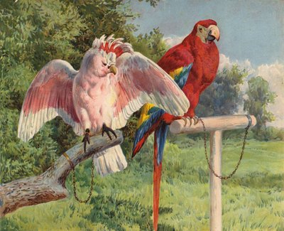 オカメインコとコンゴウインコ（クロモリソウ 作： Charles Collins