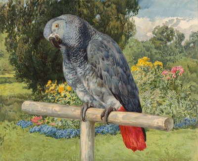 灰色のオウム（chromolitho 作： Charles Collins