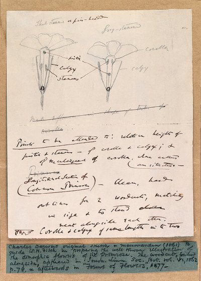 サクラソウの二形性の花のサインスケッチ、1861年 作： Charles Darwin