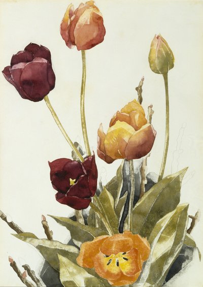 チューリップ、1933（紙に水彩とグラファイト） 作： Charles Demuth