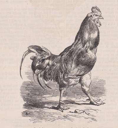 農場のオンドリ、一般的な品種、マガシン ピトレスク、カリフォルニア州から。 1852年。 作： Charles Emile Jacque