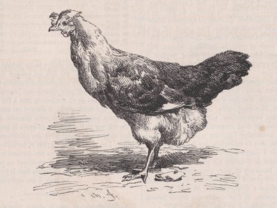 マガシン ピトレスク、カリフォルニア州からの普通のフランスのめんどり、貧しい層。 1852年。 作： Charles Emile Jacque
