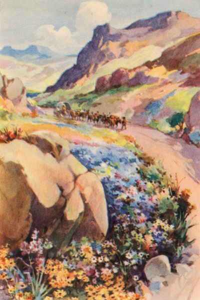 南アフリカナマクワランドの花（カラーリトグラフ） 作： Charles Ernest Peers