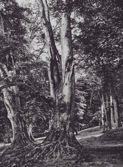 クノール・パークの緑陰（モノクロ写真 作： Charles Essenhigh Corke