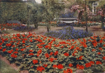ゼラニウム・ポール・クランペルとその他の夏の花（カラー写真） 作： Charles Essenhigh Corke