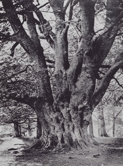 キングブナ、クノール・パーク（モノクロ写真 作： Charles Essenhigh Corke