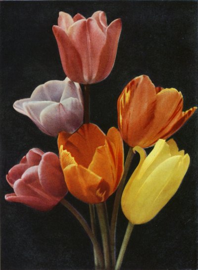 5月 チューリップの開花（カラー写真） 作： Charles Essenhigh Corke