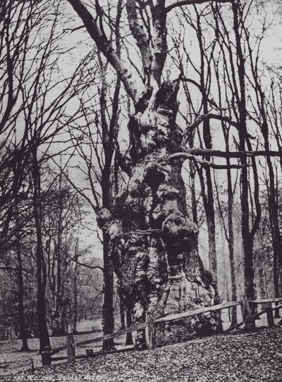 The Old Oak, Knole Park (モノクロ写真) 作： Charles Essenhigh Corke