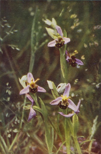 野の花：蜂蘭（カラー写真） 作： Charles Essenhigh Corke