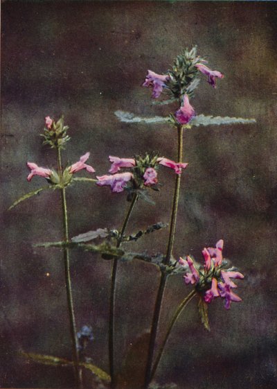 野の花：ベトニー（カラー写真） 作： Charles Essenhigh Corke