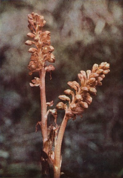野の花：ツバメの巣蘭（カラー写真） 作： Charles Essenhigh Corke