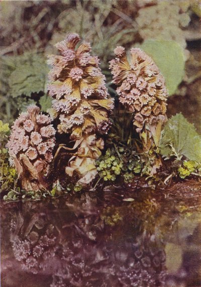 野草：ビターバー（カラー写真） 作： Charles Essenhigh Corke