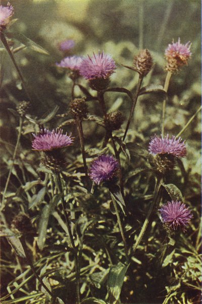 野の花：クロヤグルマギク（カラー写真） 作： Charles Essenhigh Corke