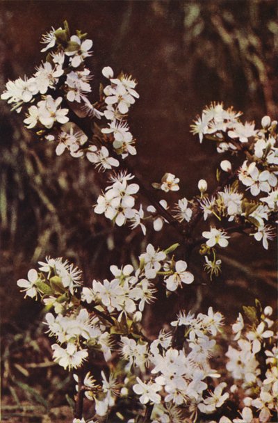 野の花：ブラックソーン（カラー写真） 作： Charles Essenhigh Corke