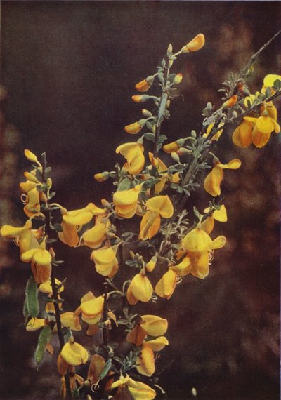 野の花：ほうき（カラー写真） 作： Charles Essenhigh Corke