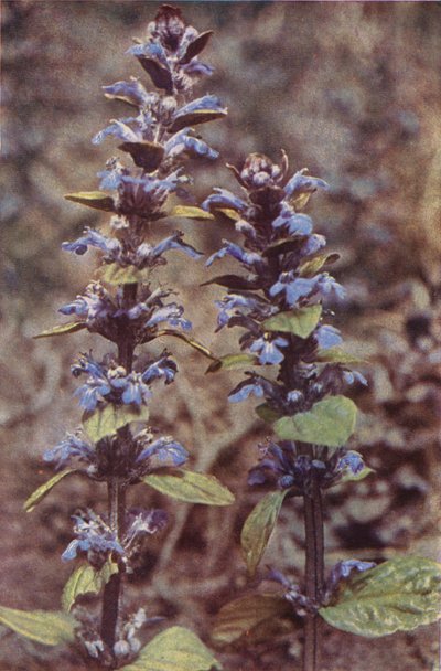 野の花：ラッパ（カラー写真） 作： Charles Essenhigh Corke