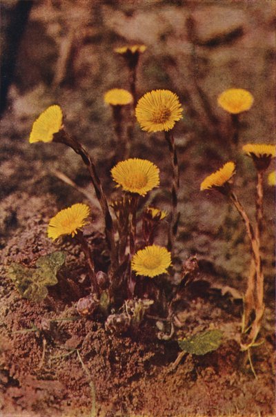 野の花：コルツフット（カラー写真） 作： Charles Essenhigh Corke