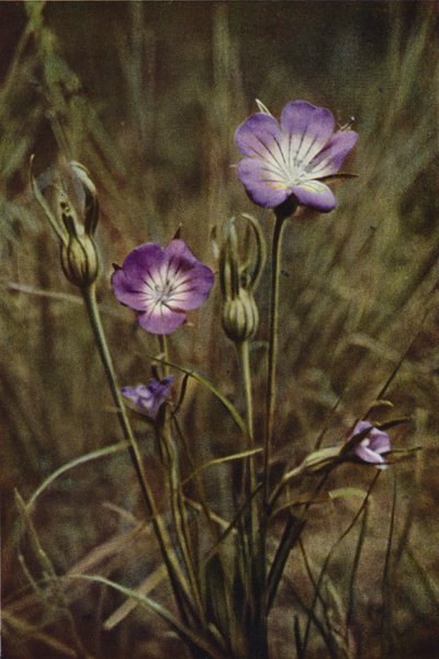 野の花：コーンコックル（カラー写真） 作： Charles Essenhigh Corke